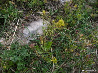 stello di Poira-22-12-2012 09-25-57